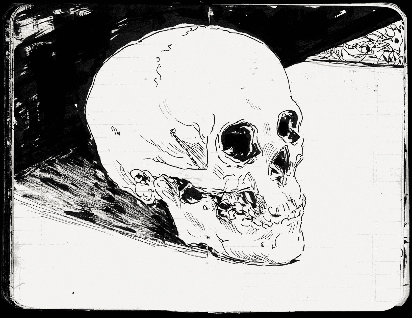 Skull sketch